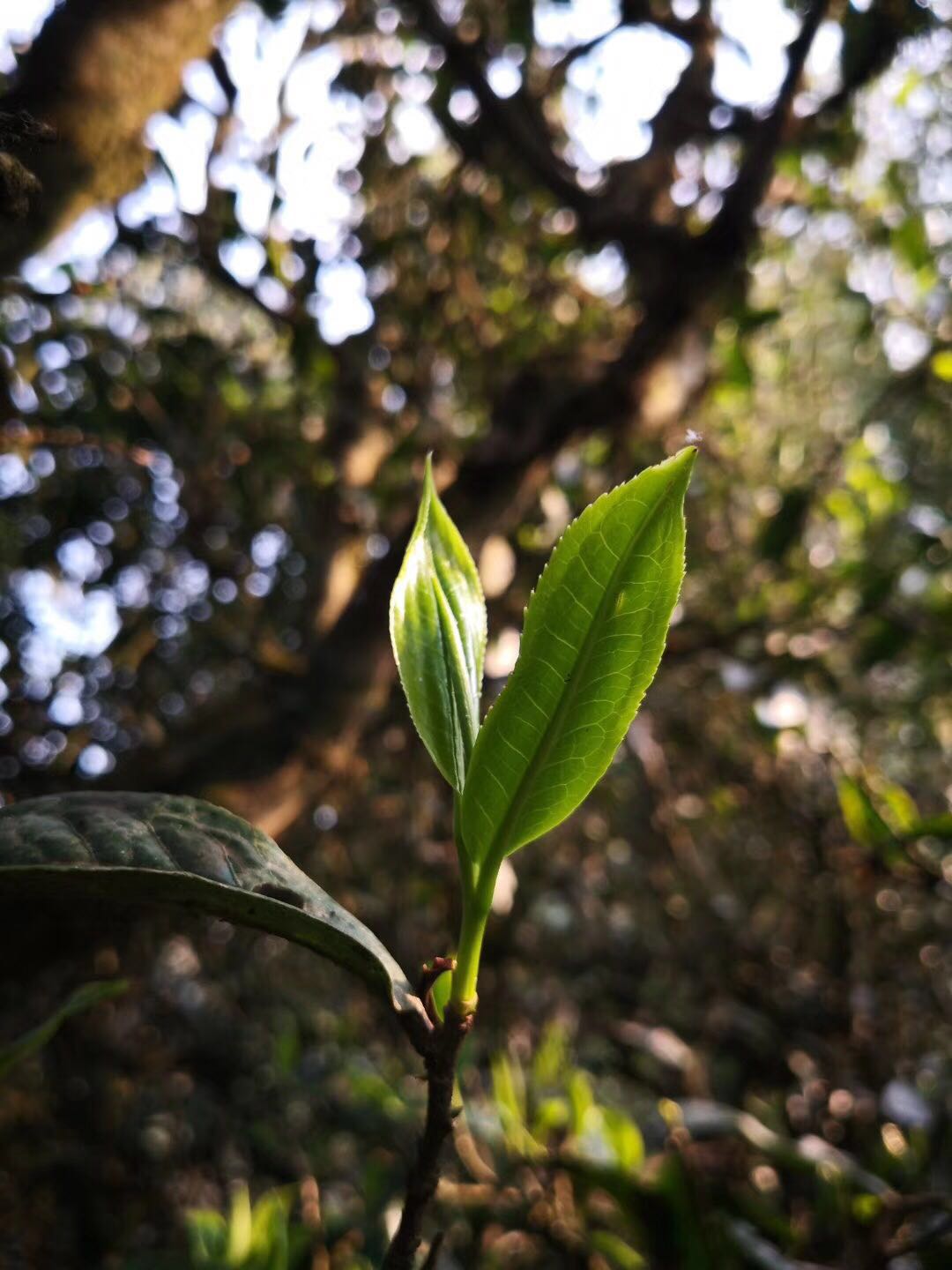 普洱市擦亮普洱茶“金字招牌”6.jpg