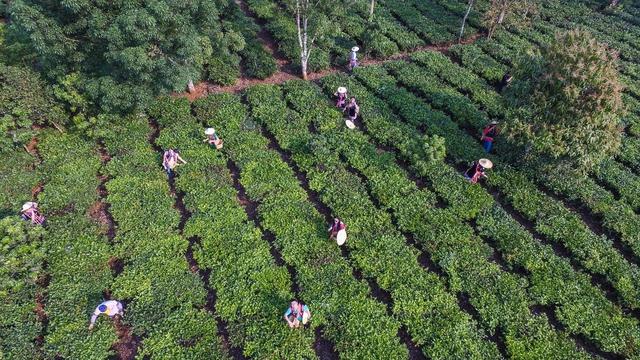 普洱景邁柏聯(lián)普洱茶莊園有限公司5.jpg