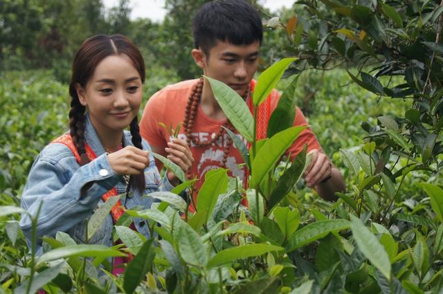 普洱景邁柏聯(lián)普洱茶莊園有限公司7.jpg