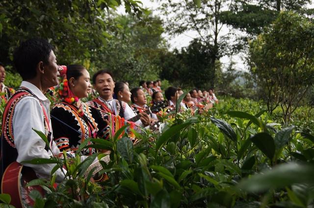 普洱景邁柏聯(lián)普洱茶莊園有限公司10.jpg